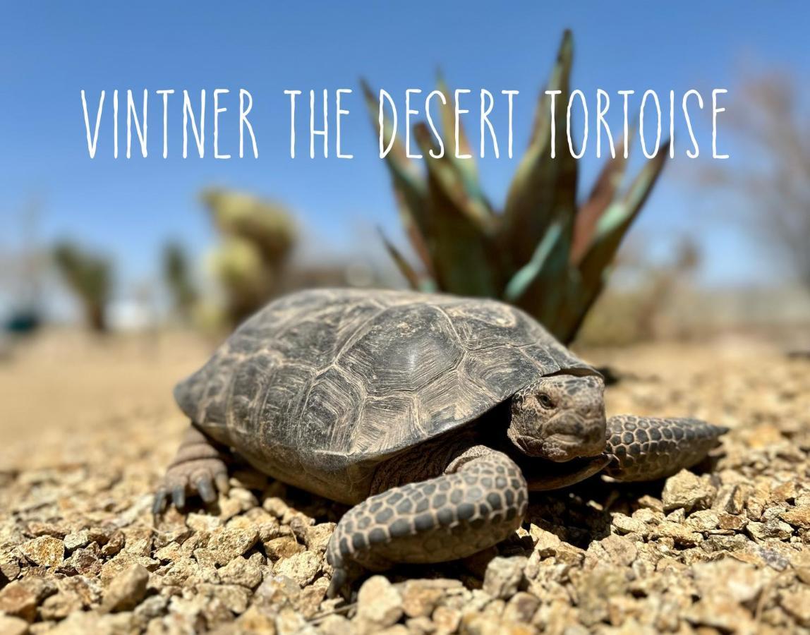 Tarantula Ranch Campground & Vineyard Near Death Valley National Park أمارغوسا فالي المظهر الخارجي الصورة